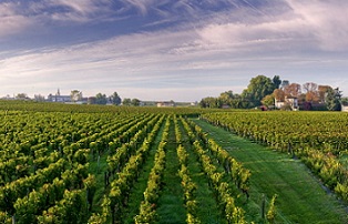 Château Fonroque vineyard where Cælestis wine originates