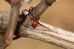 Ladybird - organic agriculture symbol