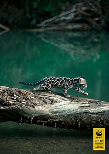 WWF poster cloded leopard auctioned by Cælestis in aid of WWF