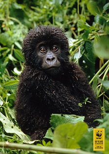 WWF poster d'un gorille vendue par Cælestis aux enchères caritatives en soutien de WWF