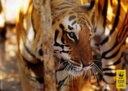 WWF poster d'un tigre mis aux enchères par Cælestis pour WWF